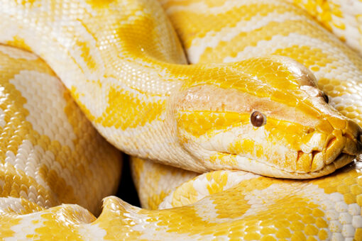 Python escapes from aquarium in Mall of Louisiana