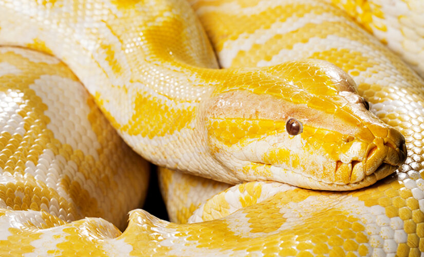 Python escapes from aquarium in Mall of Louisiana