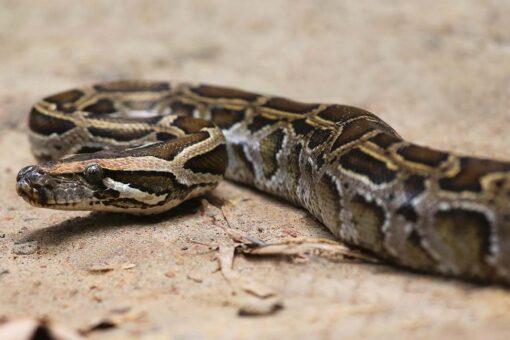 Man bitten by neighbor’s escaped python in toilet in Austria
