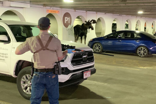 Young bull moose in Colorado parking garage is tranquilized, removed: photos