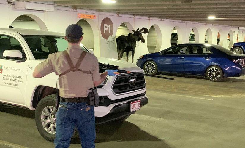 Young bull moose in Colorado parking garage is tranquilized, removed: photos