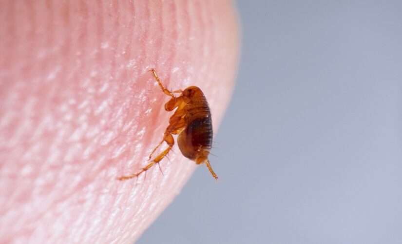 Colorado reports plague-infected fleas and animals, blames disease for 10-year-old’s death