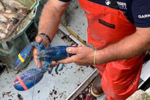 Rare blue lobster found by Massachusetts lobsterman: ‘Just by luck’