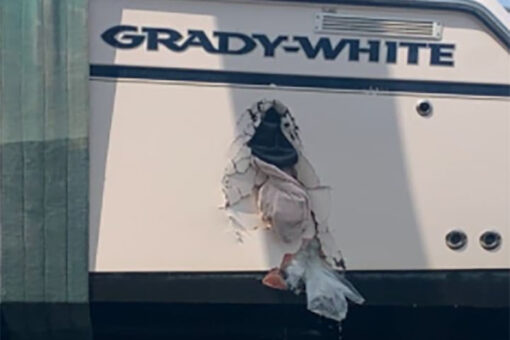 Whale slams into fishing boat, knocking passenger into water and leaving hole in the hull