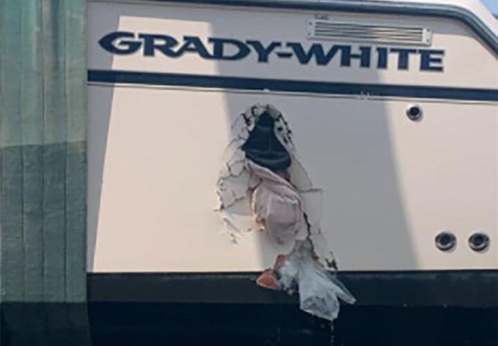 Whale slams into fishing boat, knocking passenger into water and leaving hole in the hull