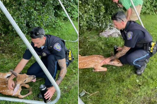 Police officer rescues deer caught in soccer net