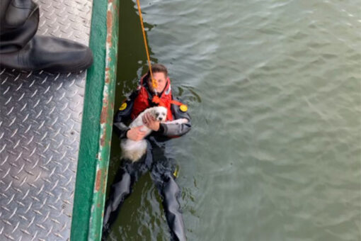 Dog owner needs to be rescued after jumping into Hudson River to rescue beloved pet