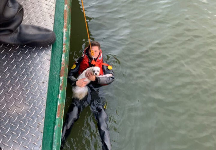 Dog owner needs to be rescued after jumping into Hudson River to rescue beloved pet