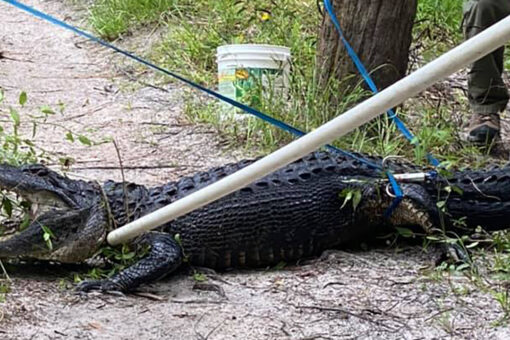 Alligator attacks, severely injures man who fell off bike at Florida park