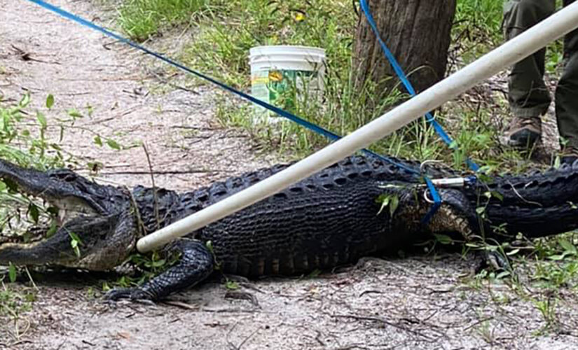 Alligator attacks, severely injures man who fell off bike at Florida park