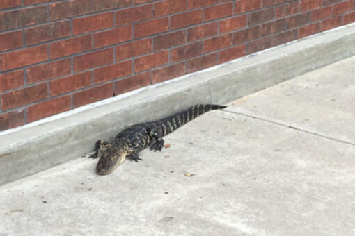 Police capture alligator that trespassed in Florida mall