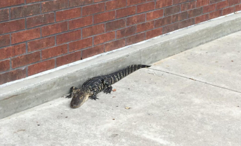 Police capture alligator that trespassed in Florida mall