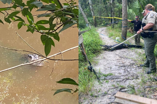 Florida good Samaritan uses dog leash to stop bleeding of biker attacked by alligator: report