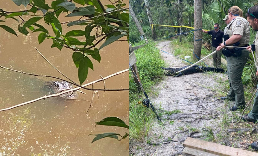 Florida good Samaritan uses dog leash to stop bleeding of biker attacked by alligator: report