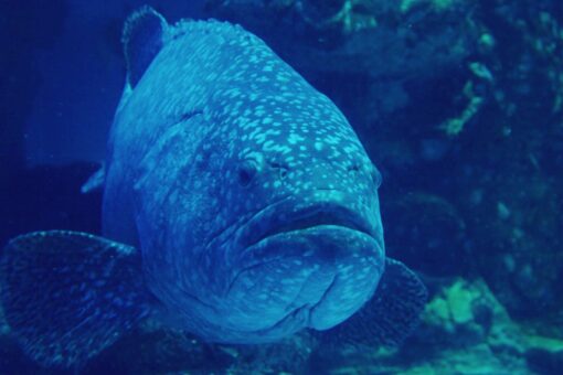 Goliath groupers wash ashore in Florida during massive fish kill