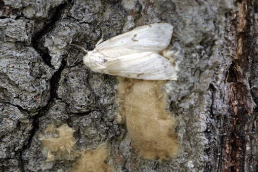 Bug experts dropping gypsy moth name after deeming it offensive