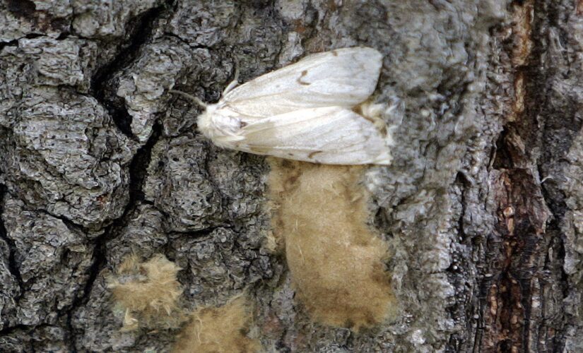 Bug experts dropping gypsy moth name after deeming it offensive