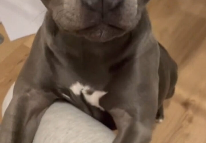 Dog’s adorable reaction to being called ‘beautiful’ goes viral