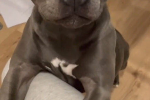 Dog’s adorable reaction to being called ‘beautiful’ goes viral