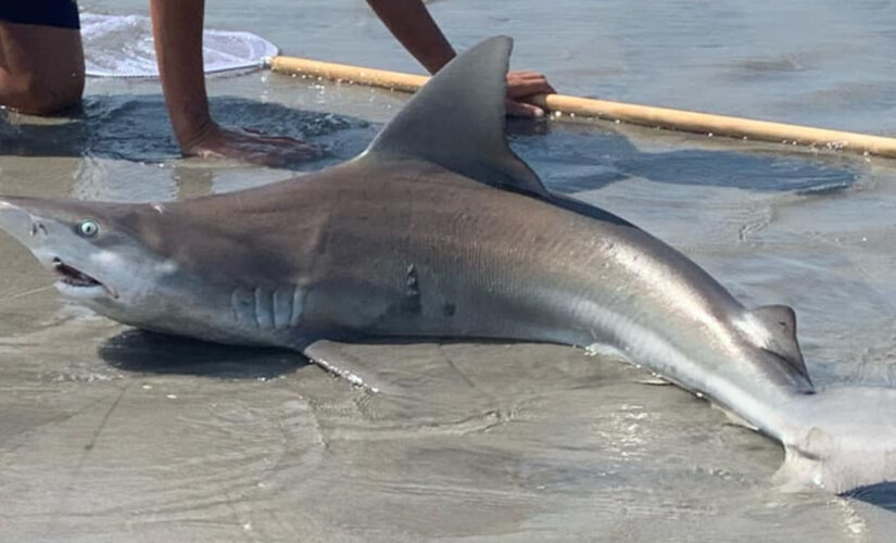 12-year-old reels in shark on Jersey beach as crowd watches in awe