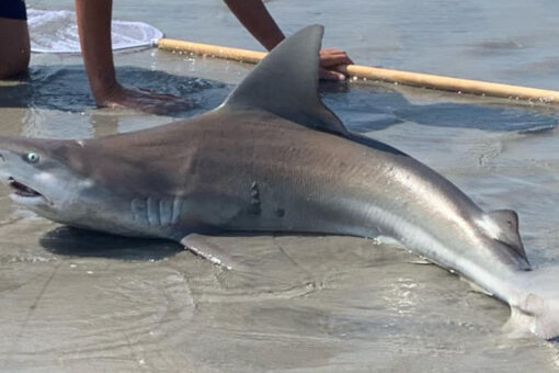 12-year-old reels in shark on Jersey beach as crowd watches in awe