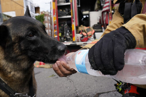 DC rescue dog who found trapped worker after building collapse is hailed a hero