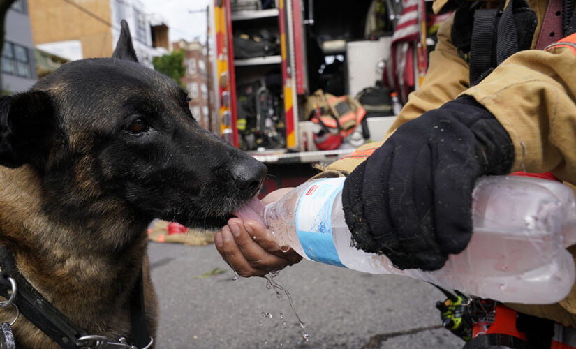 DC rescue dog who found trapped worker after building collapse is hailed a hero