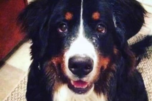 Dog trapped inside stolen truck taken on high-speed police chase