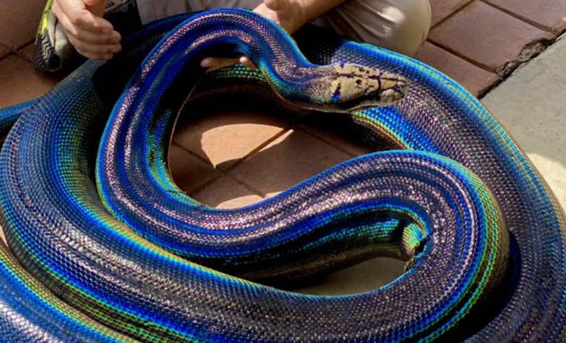 Rainbow python goes viral on social media: ‘Stunning’