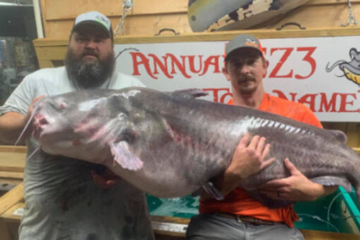 Record-breaking fish caught in North Carolina: ‘Looked like a whale in the back of the boat’