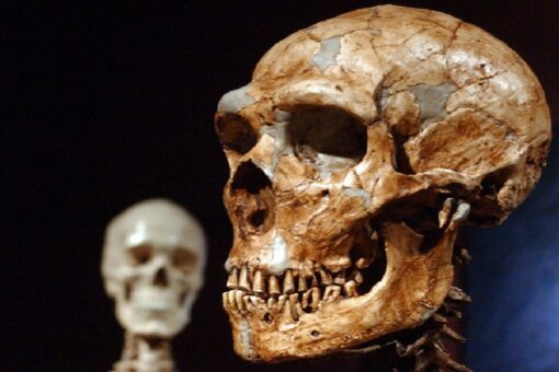 Just 7% of our DNA is unique to modern humans, study shows