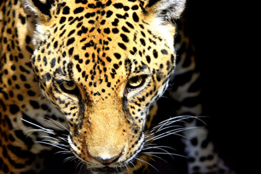 Jaguar injures man at Florida zoo