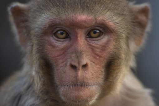US invests millions to breed more test monkeys in wake of COVID-19: report