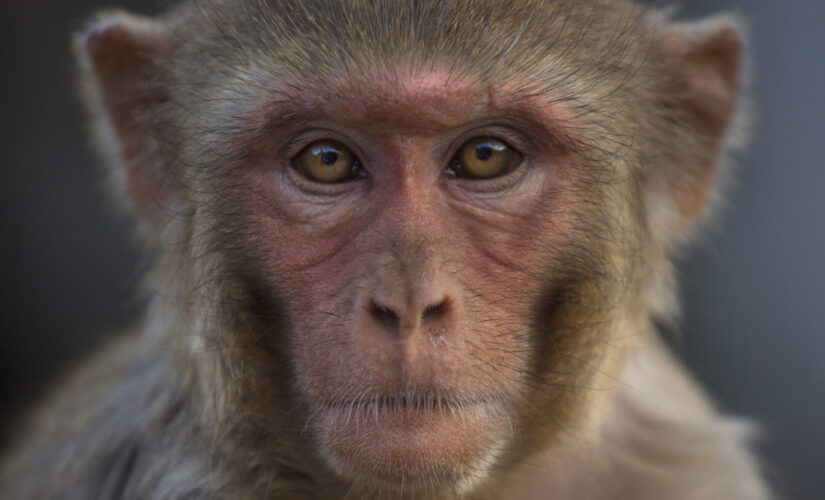 US invests millions to breed more test monkeys in wake of COVID-19: report