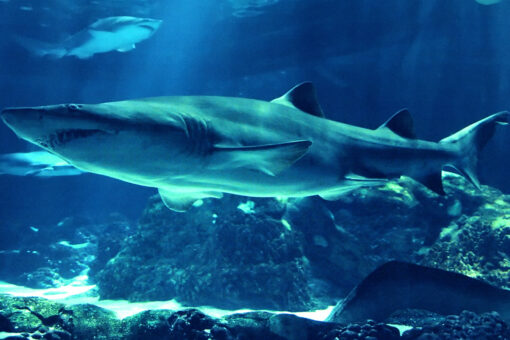 Shark advocates call for rebranding violent attacks as ‘interactions’