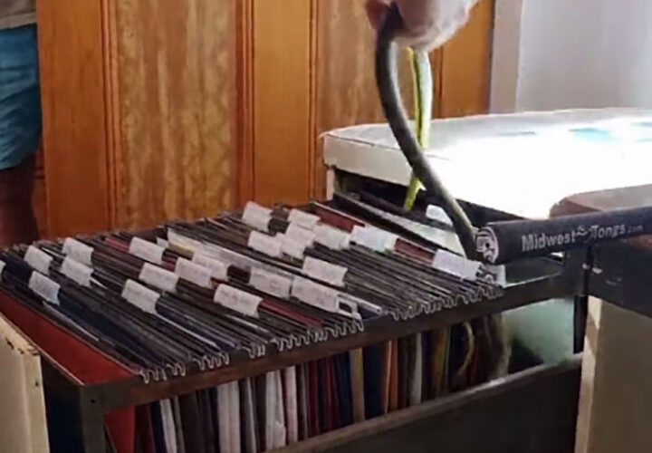 Snake hiding in filing cabinet surprises homeowner