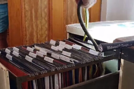 Snake hiding in filing cabinet surprises homeowner