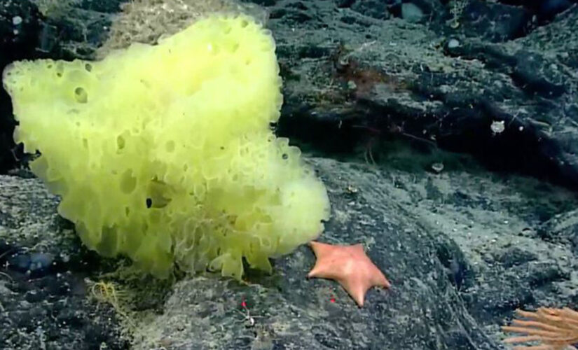 Scientists find a ‘real life’ Patrick and Spongebob in ocean expedition