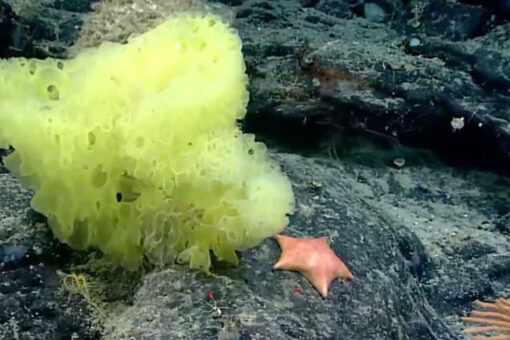Scientists find a ‘real life’ Patrick and Spongebob in ocean expedition
