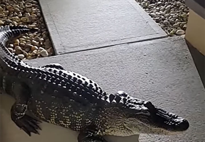 Gator surprises family in the middle of the night, damages house