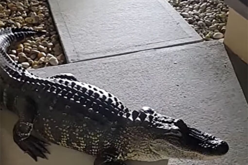 Gator surprises family in the middle of the night, damages house