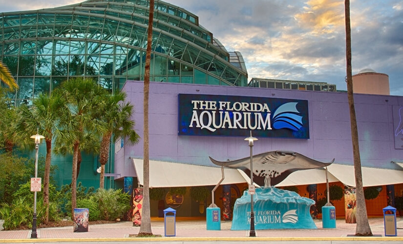 7 African penguins mysteriously dead at Florida aquarium