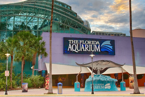 7 African penguins mysteriously dead at Florida aquarium