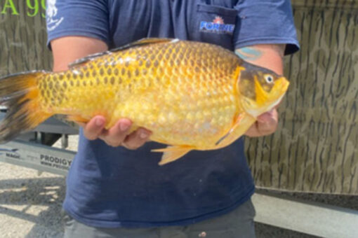 Large goldfish caught in the wild across multiple states spark warnings from local officials