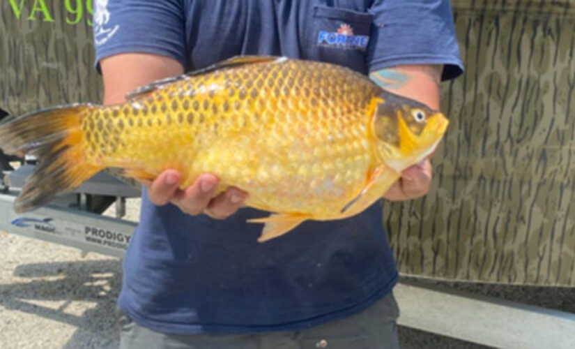 Large goldfish caught in the wild across multiple states spark warnings from local officials