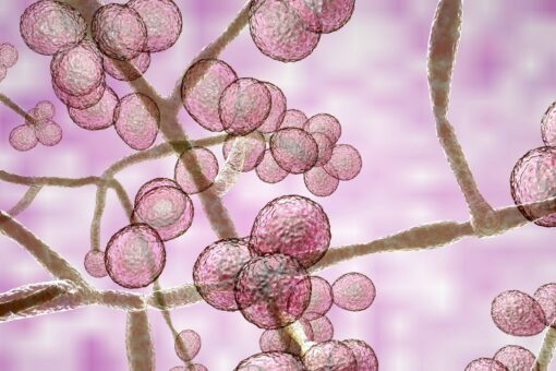 Michigan detects first Candida auris case: What is the rare, deadly fungus?