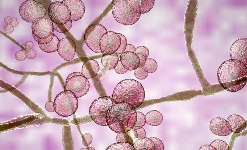 Michigan detects first Candida auris case: What is the rare, deadly fungus?