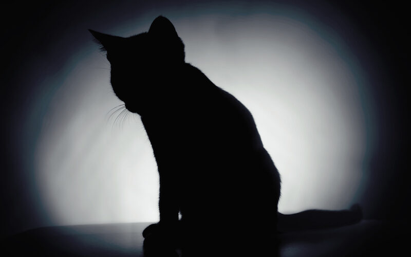 Cat found at condo collapse site after more than 2 weeks: ‘This is a miracle’
