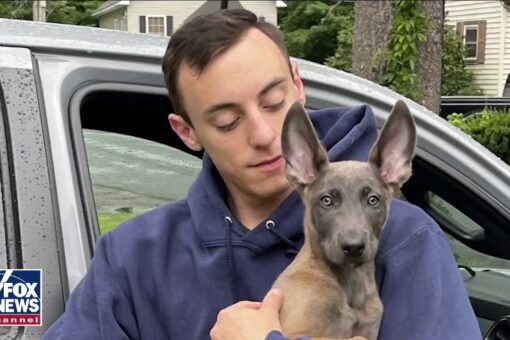 Army veteran surprised with service dog at 9/11 memorial in New York City