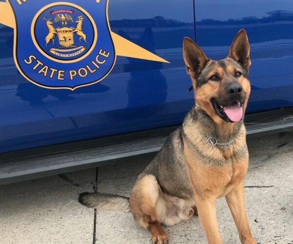 Police K9 killed after suspected drunk driver hits Michigan State Police vehicle